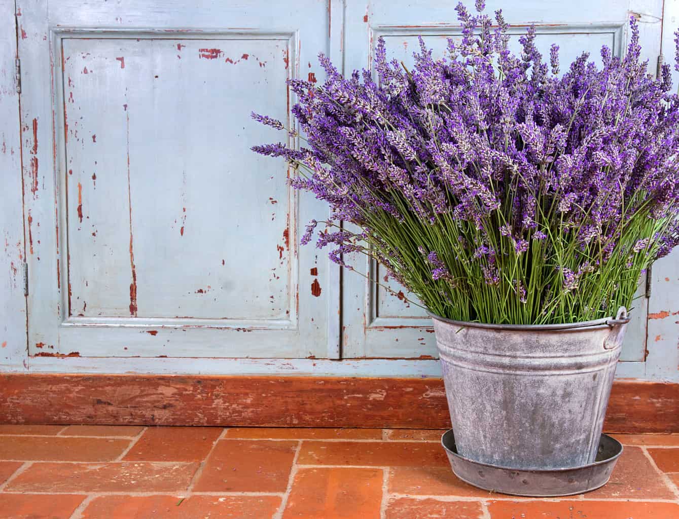 fresh lavender growing in a pot in a rustic setting