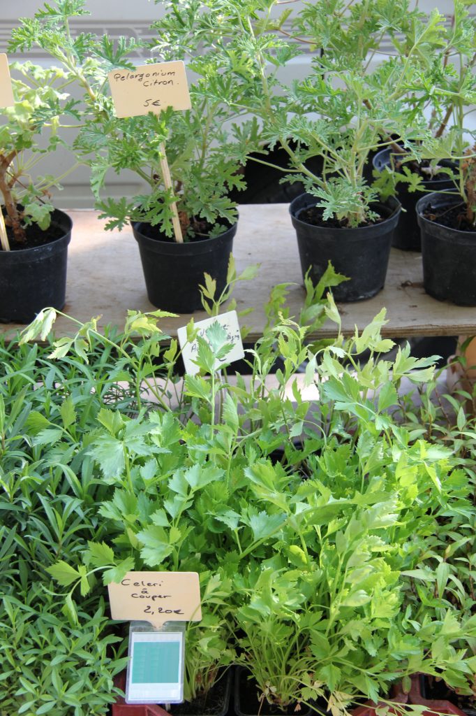 Herbal plants at a market in the Provence, France