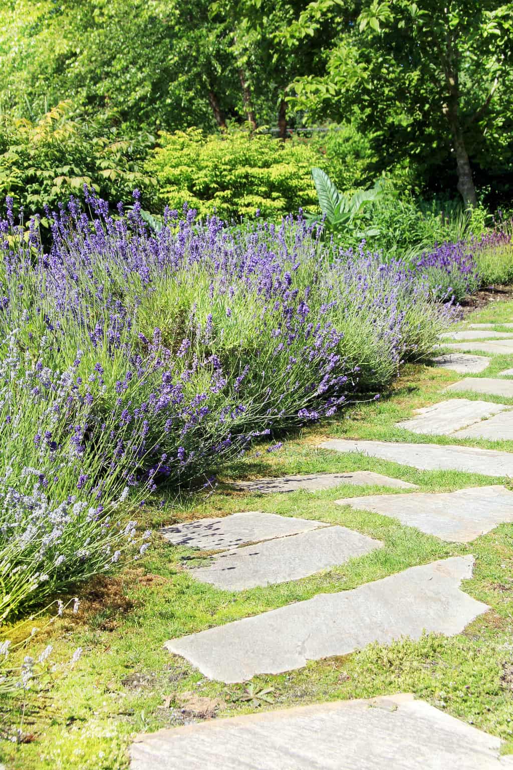 lavender growing outdoors along a garden path
