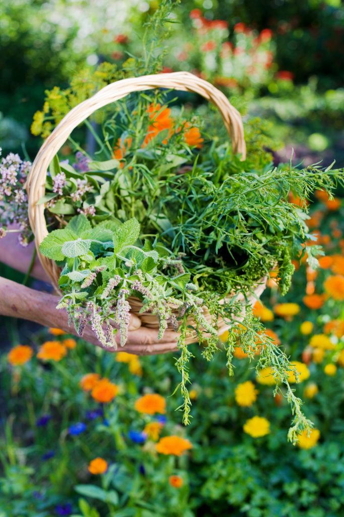 Senior holding a basket of fresh organic herbs in hands