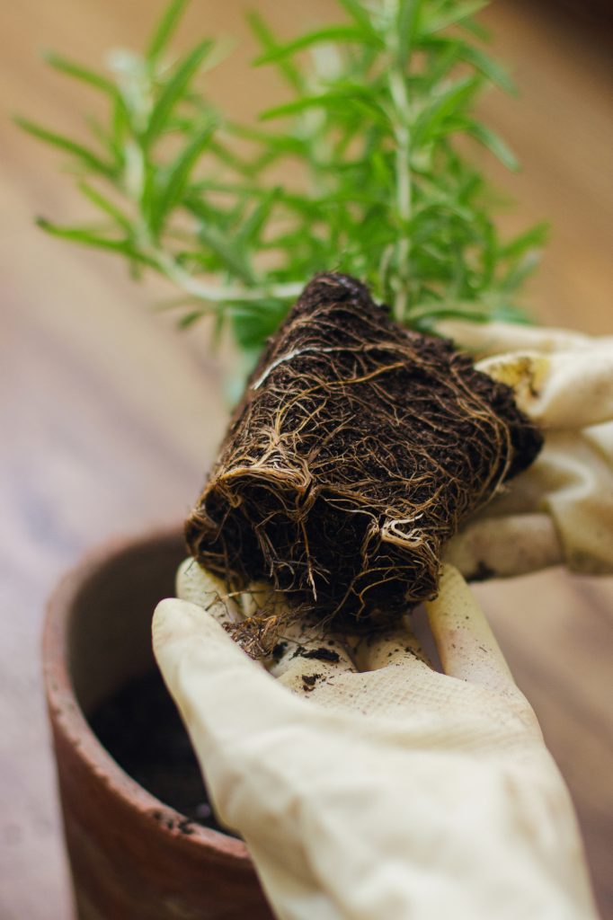 Hands in gloves holding rosemary plant with roots and soil on background of empty pot and fresh green basil plant on wooden floor. Repotting and cultivating aromatic herbs at home. Horticulture