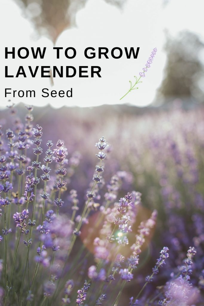 Growing Lavender From Seed Herb Gardening Ideas