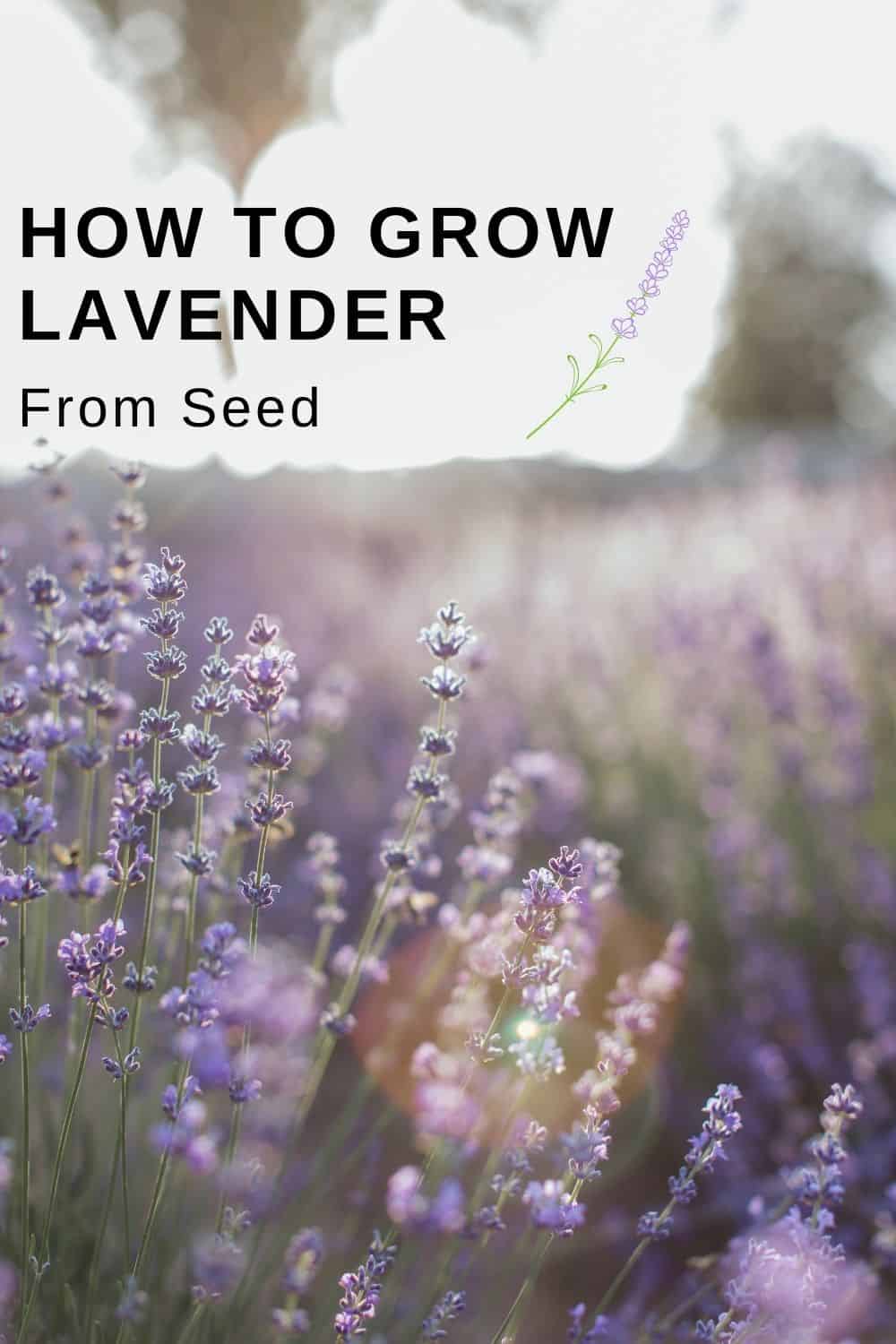 Lavender growing in a field with text overlay 'how to grow lavender from seed'