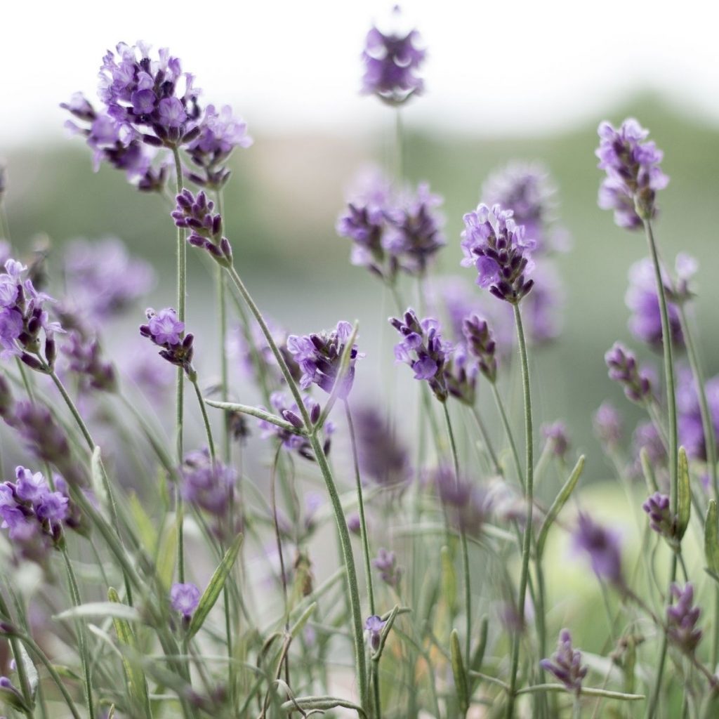 fresh lavender grown from seed in a grassy area