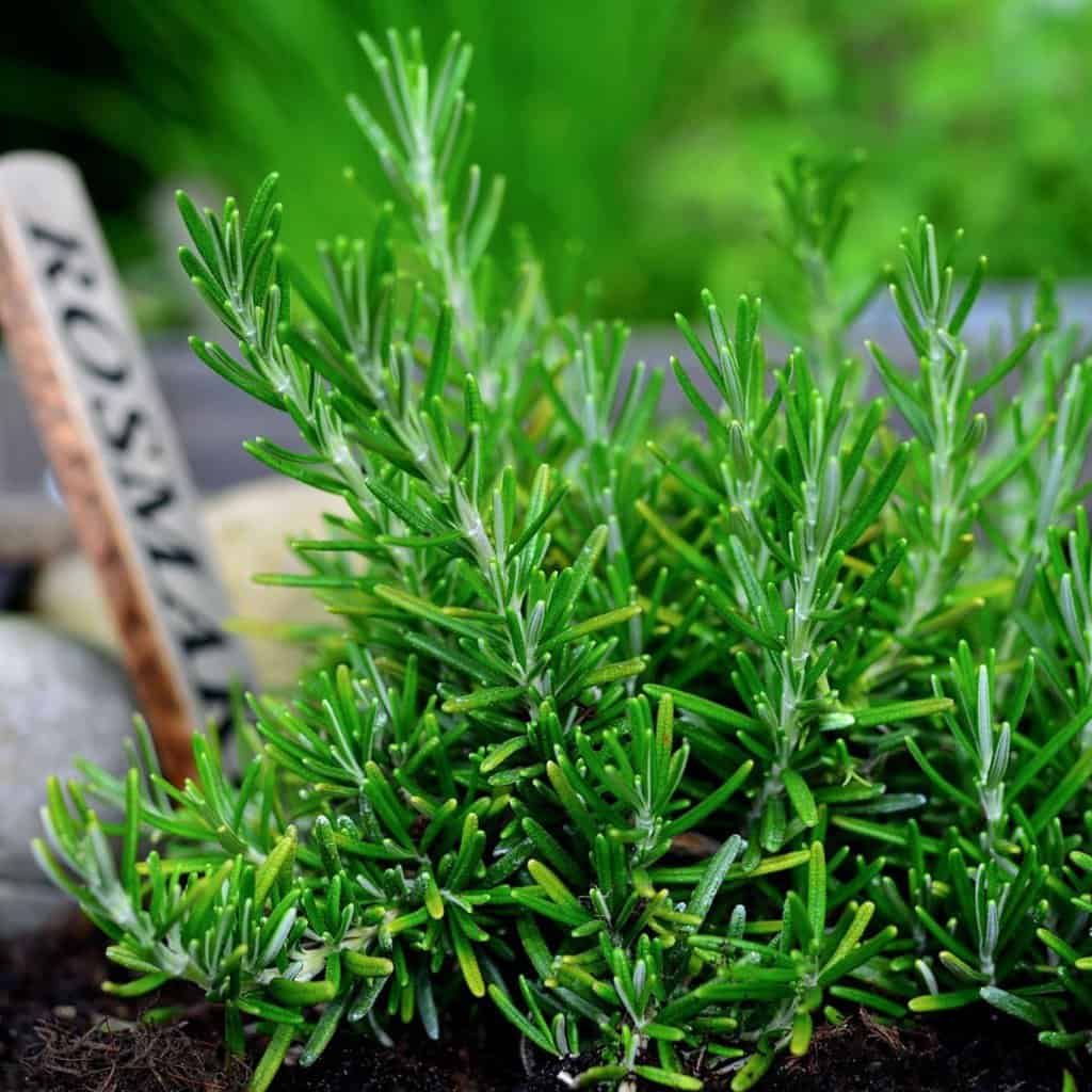 fresh rosemary growing in soil with plant marker