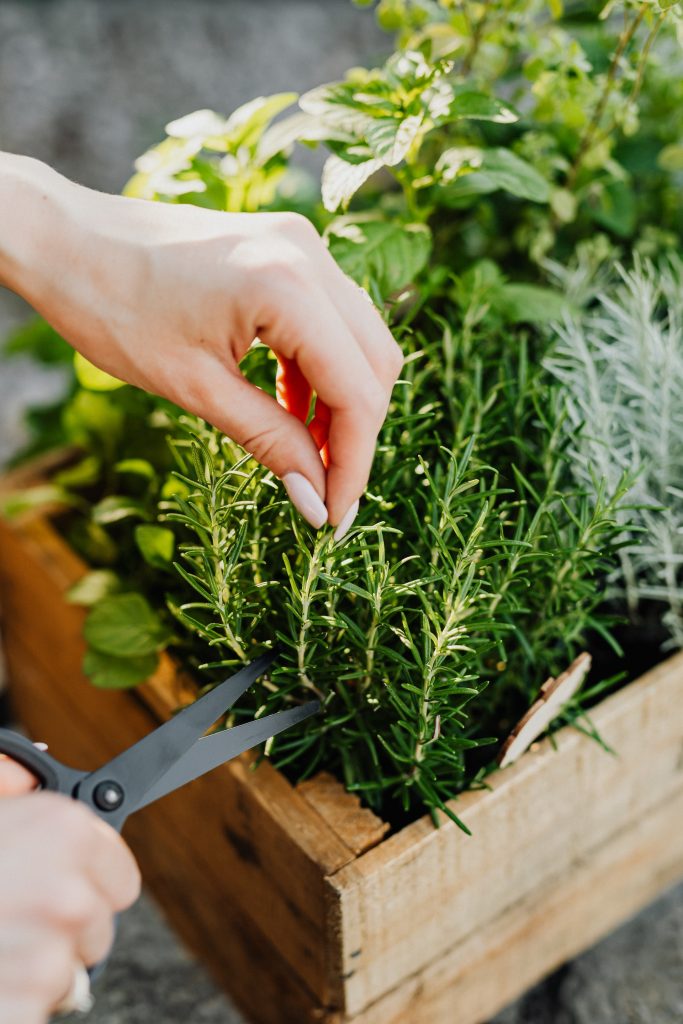 woman cutting rosemary in herb garden with scissors