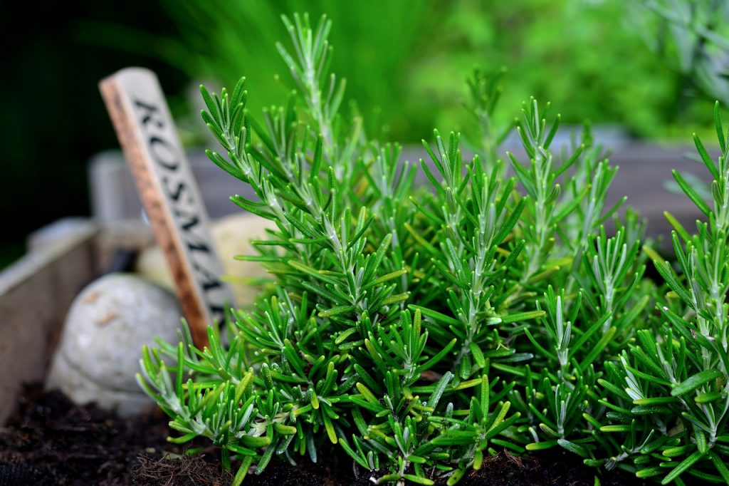 fresh rosemary growing outside in an herb garden