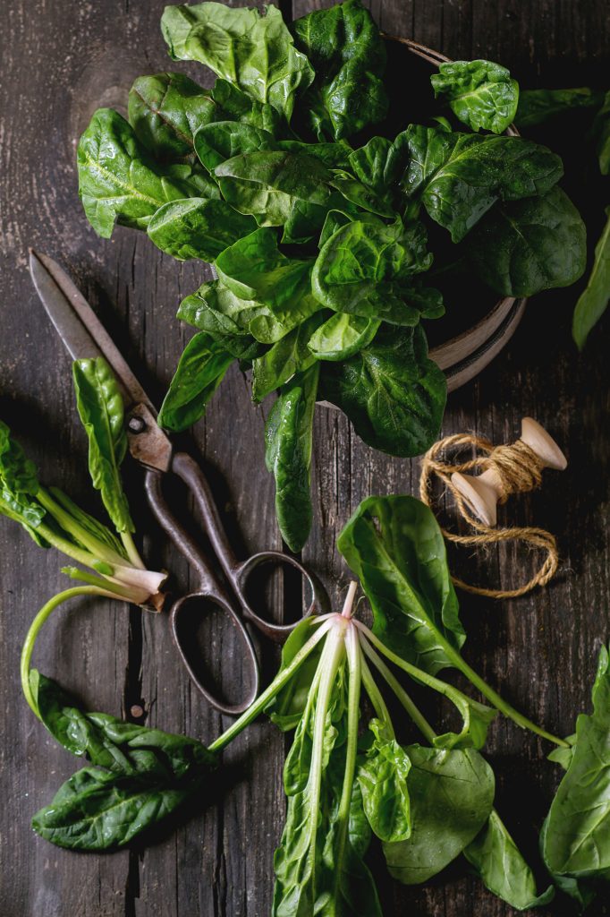 fresh basil on a wood background with scissors and string