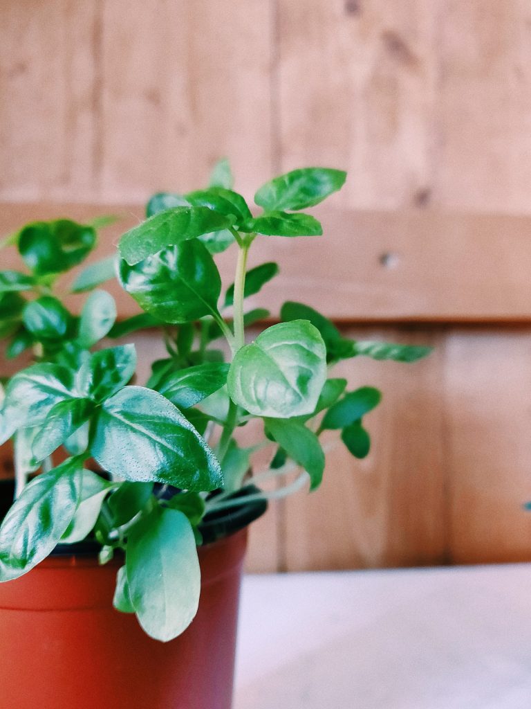basil growing in a pot on a counter