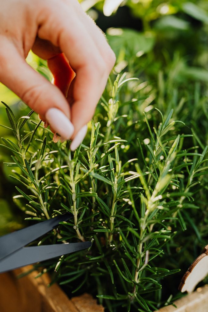 closeup of rosemary growing in the ground with a womans hand and scissors trimming it