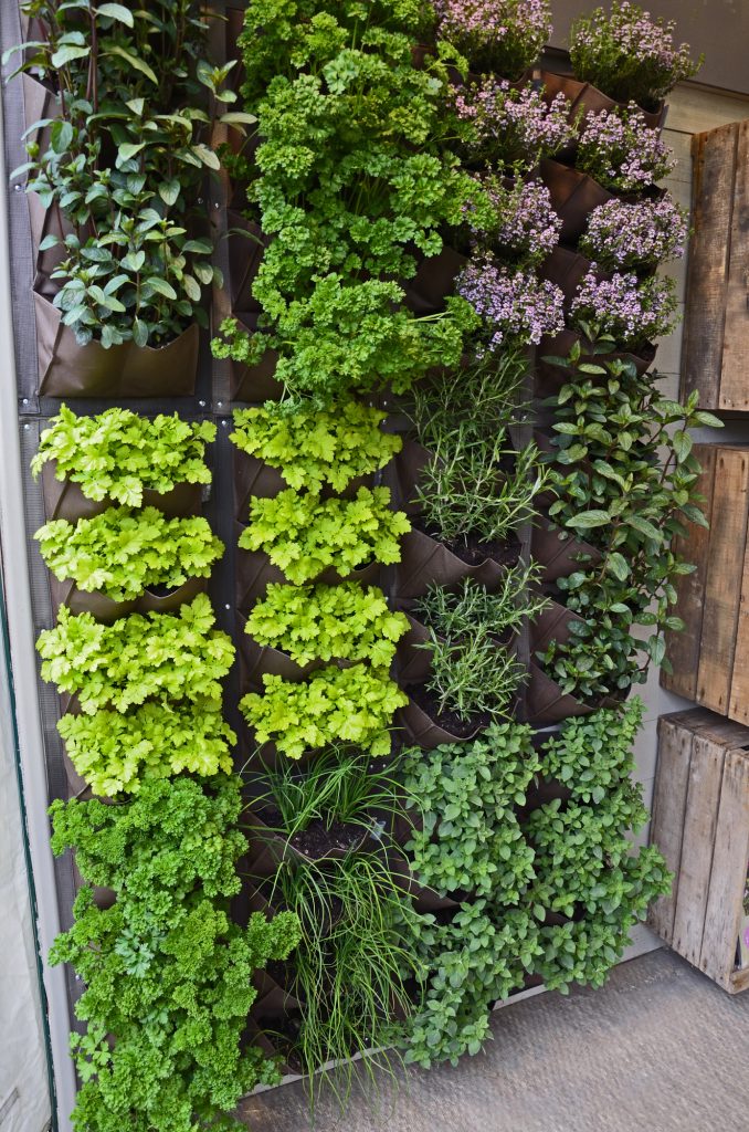 A vertical herb garden in a small urban garden space with range of herb varieties
