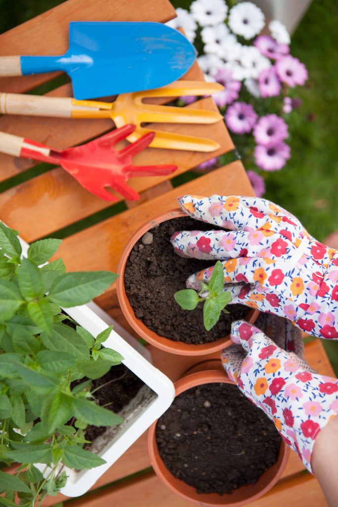 garden supplies, plants and pot of soil being held by person with floral garden gloves