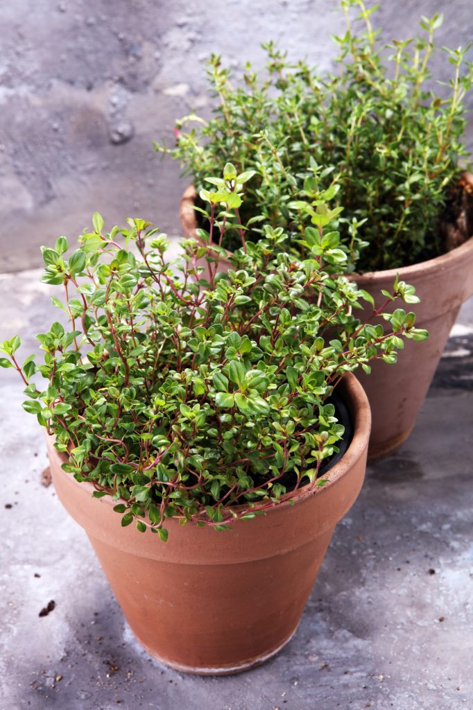 Homegrown and aromatic herb in old clay pot. Set of culinary herb. Green growing thyme