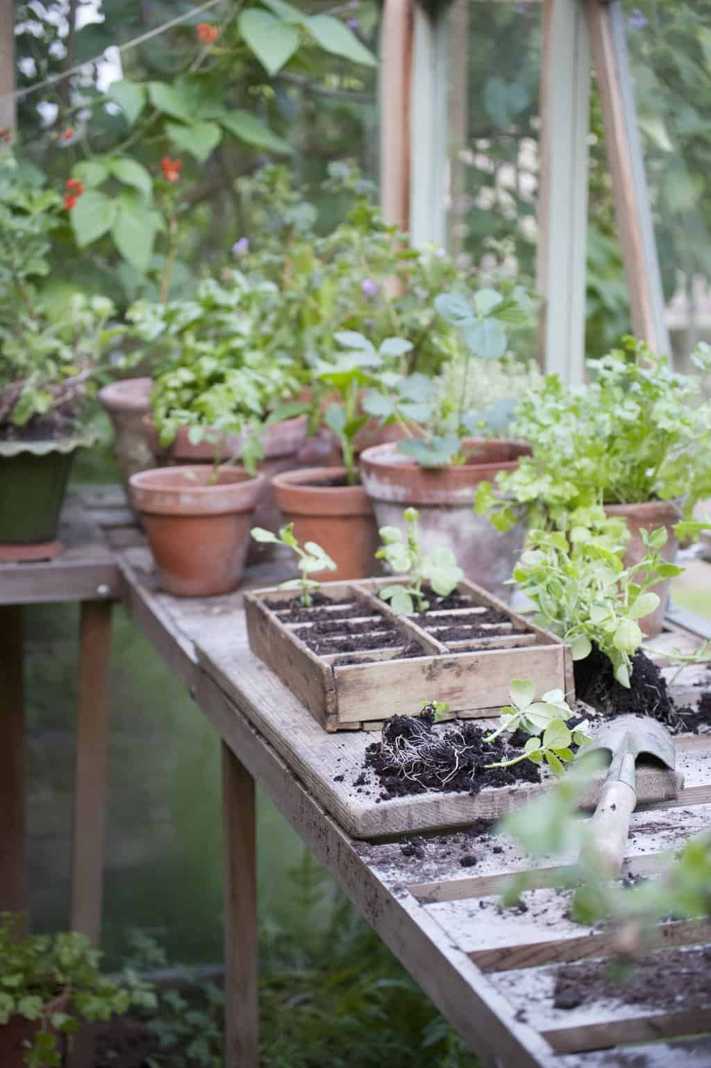 Frost Resistant Herbs That Survive Cold Weather