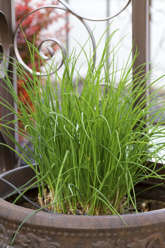 Chives growing in a container.