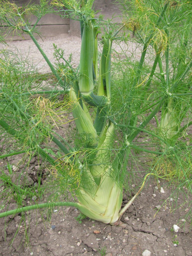 Fennel bulbs in vegetable bed