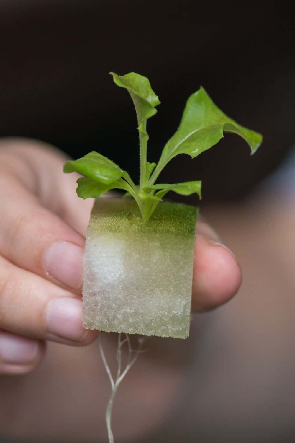 Growing Herbs Hydroponically Herb Gardening Ideas