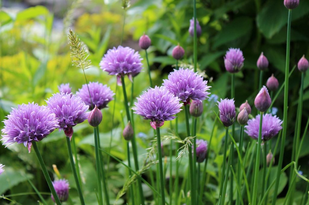 chives growing in the herb garden