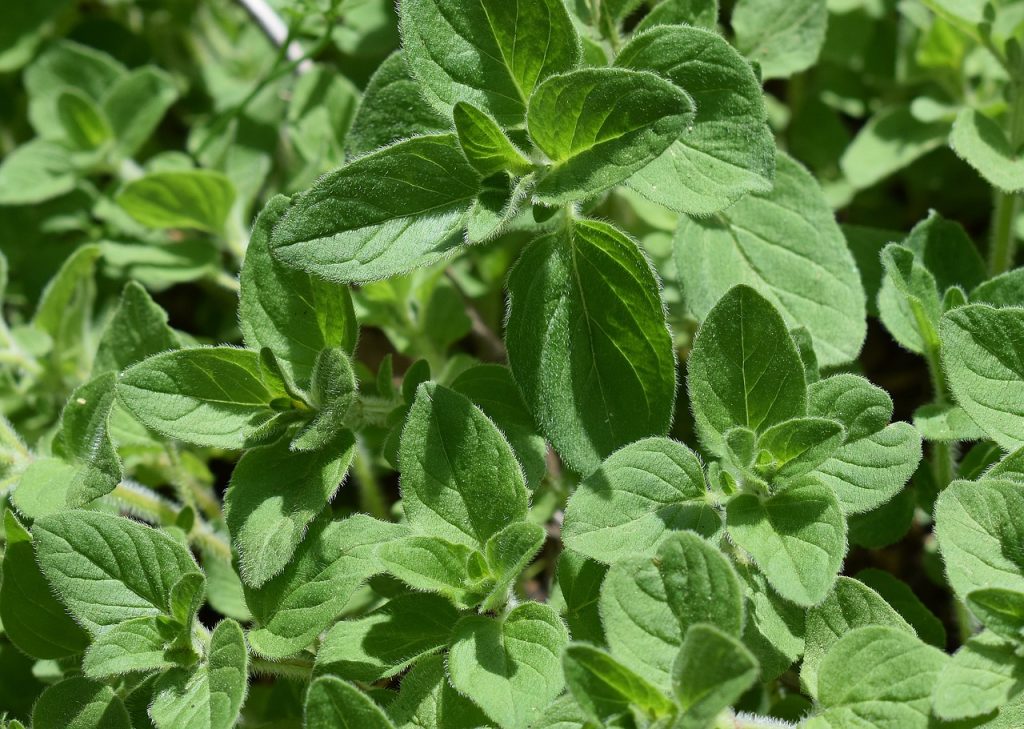 oregano in garden