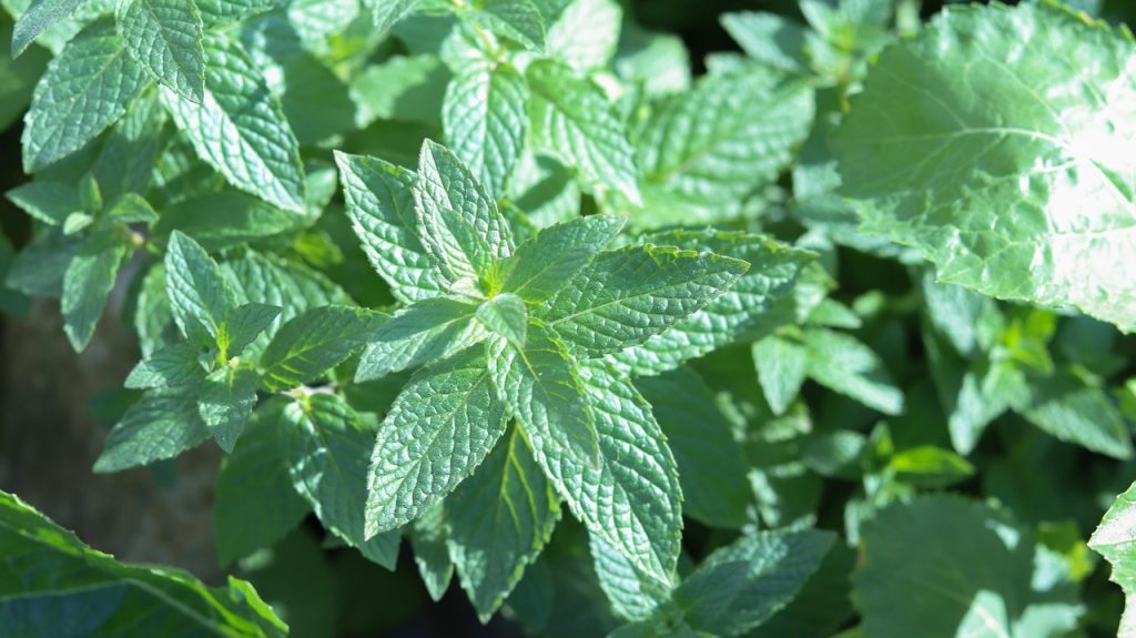 mint in an herb garden