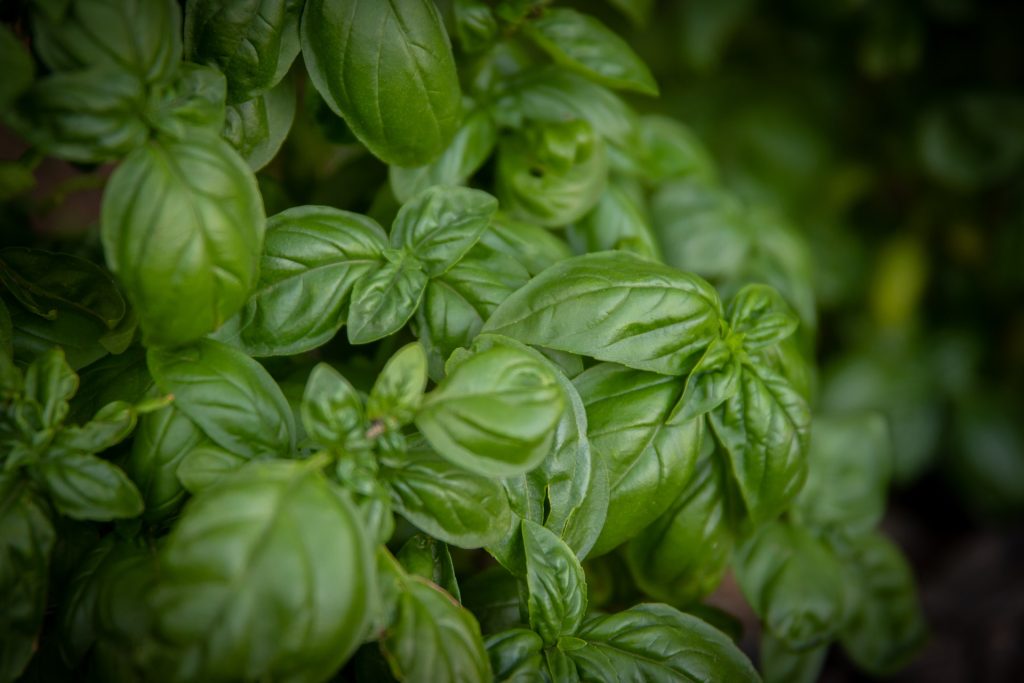 fresh basil in the garden