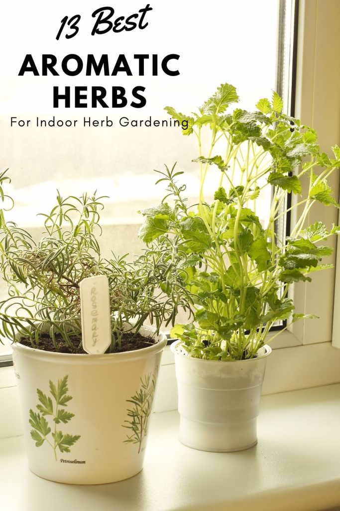 Aromatic herbs growing indoors on a windowsill