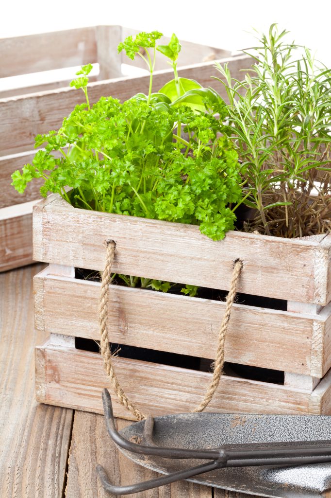 Fresh organic potted herbs in wooden crate on table with gardening tools
