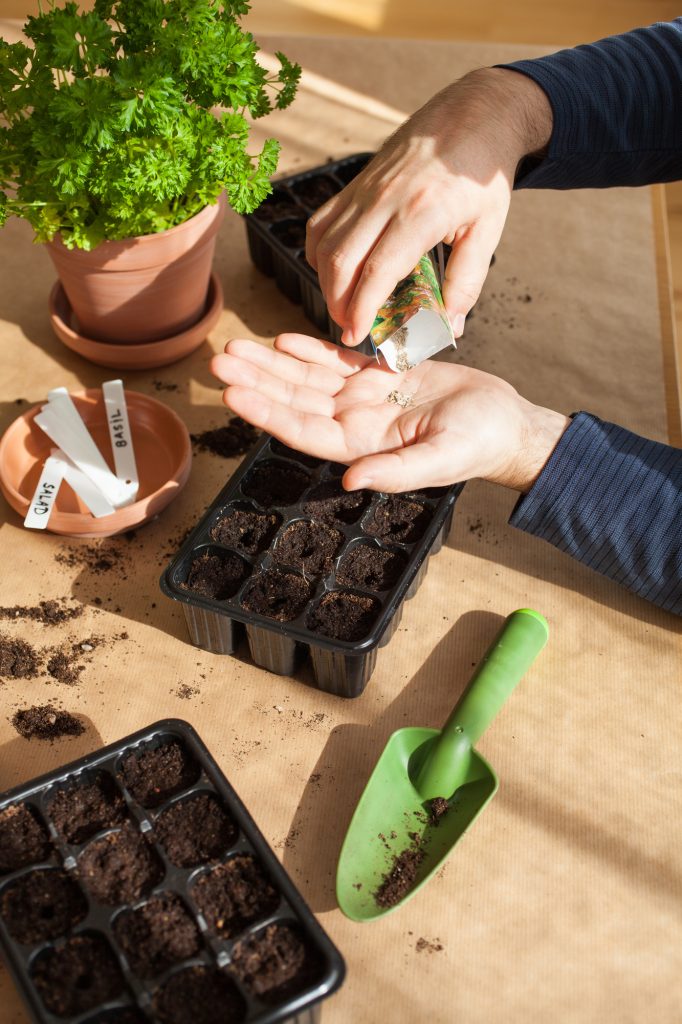 gardening, planting at home. man sowing seeds in germination box