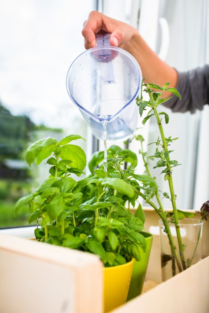 Watering the kitchen herbs - Young woman pouring fresh water into pots with fresh herbs on her apartment's kitchen window