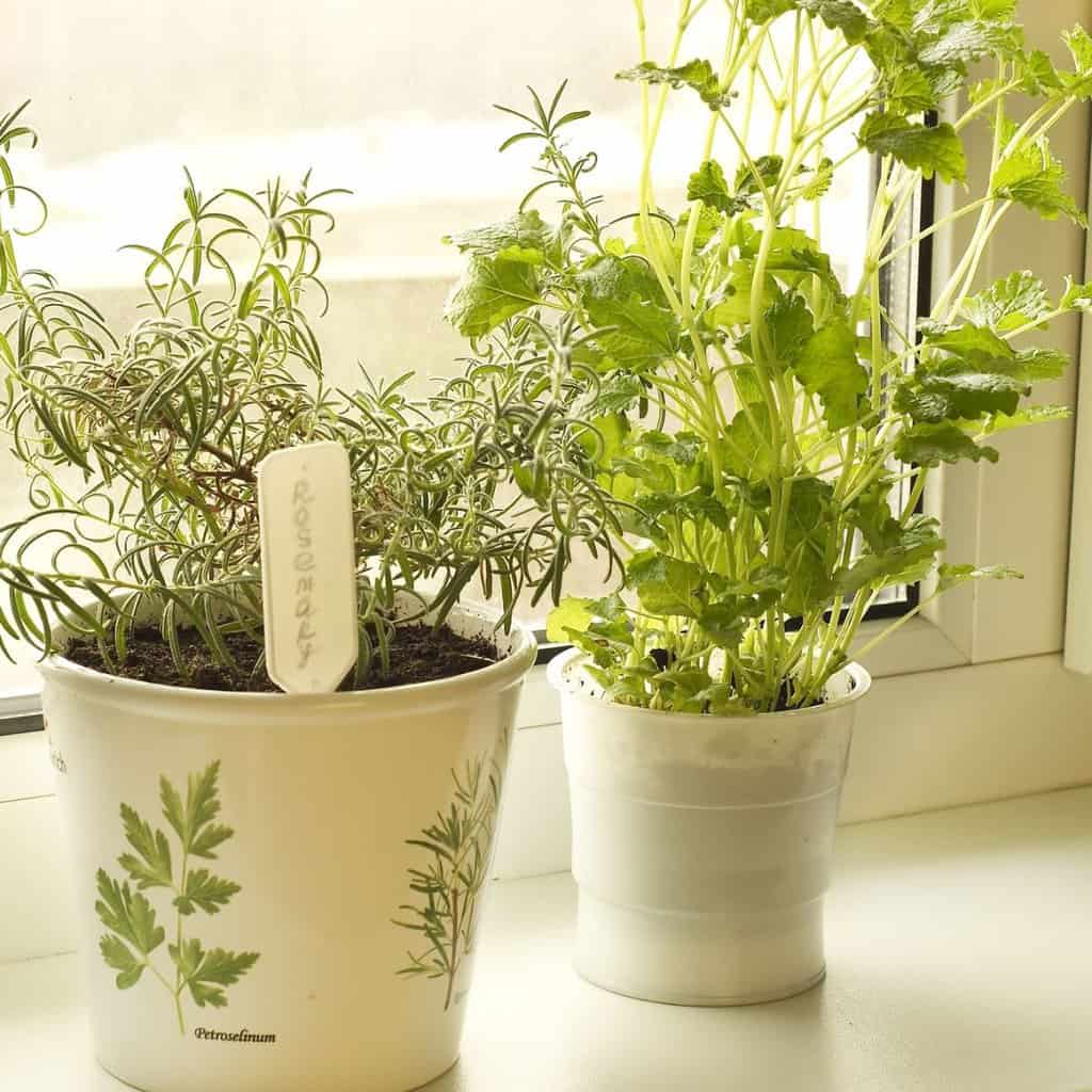 aromatic herbs on a windowsill in white pots
