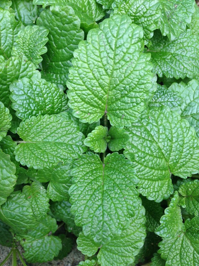 closeup of fresh mint