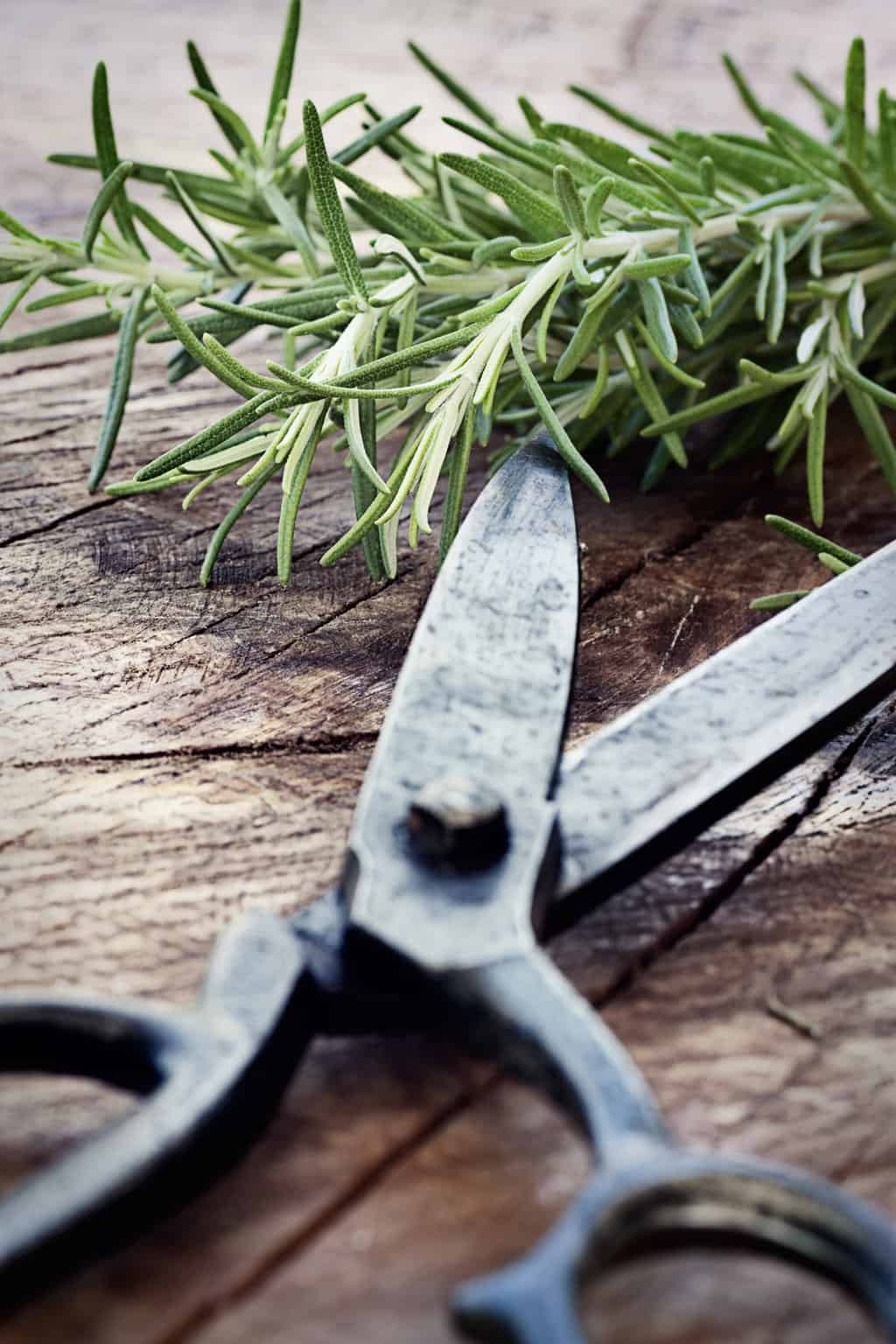How to Harvest Rosemary Without Killing the Plant
