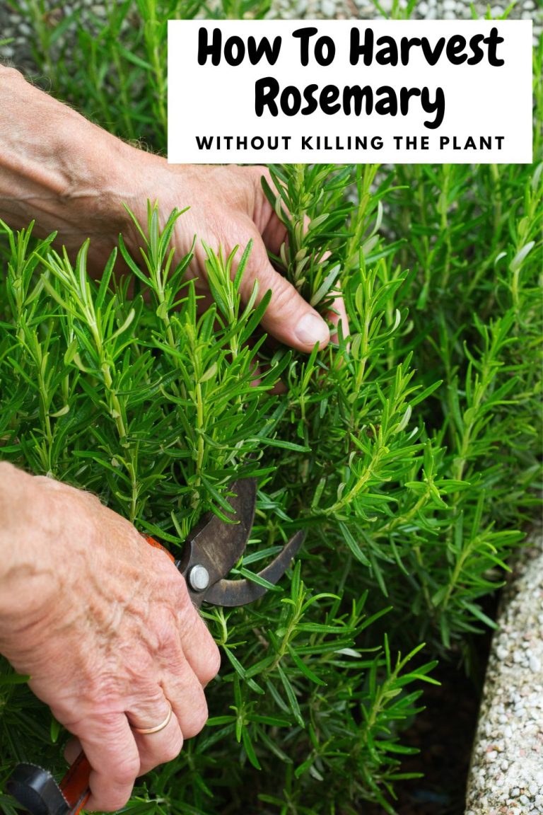 How to Harvest Rosemary Without Killing the Plant