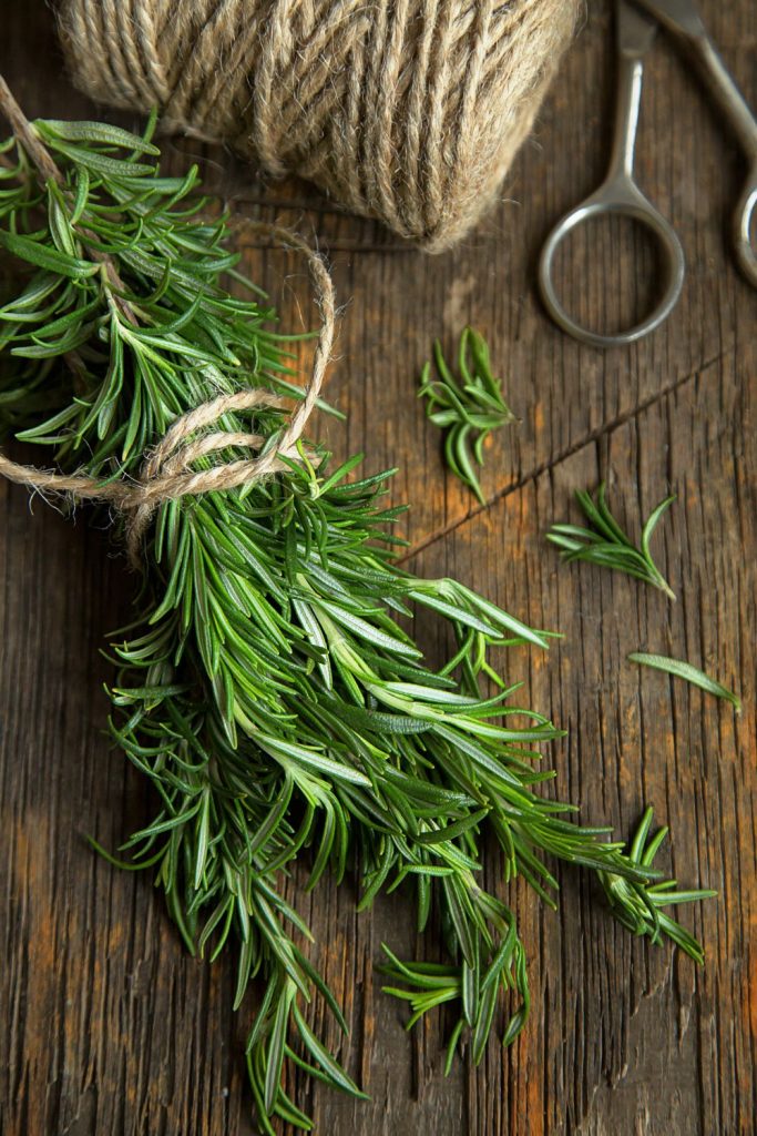 fresh rosemary bound with twine for drying