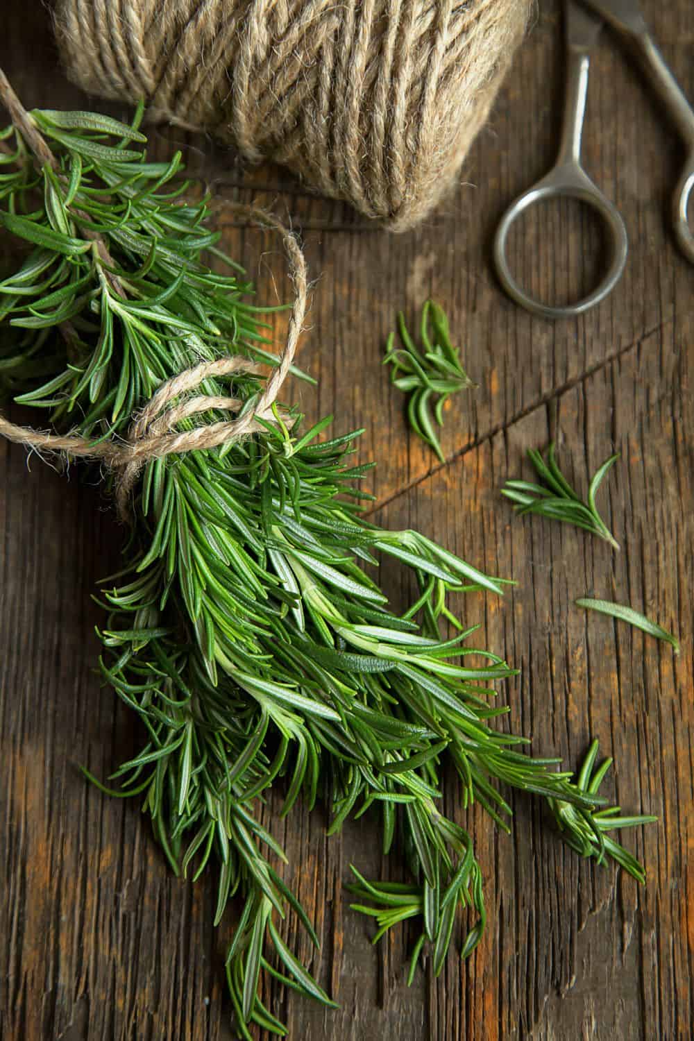 How to Harvest Rosemary Without Killing the Plant