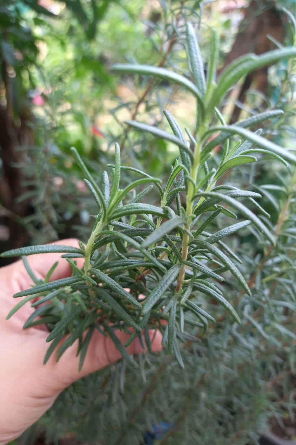 How to Harvest Rosemary Without Killing the Plant